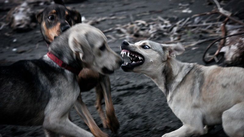 20160919dogattack3.jpg